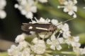 Scythris knochella